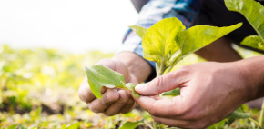 Sintap/MT parabeniza Técnicos Agrícolas pelo dia especial